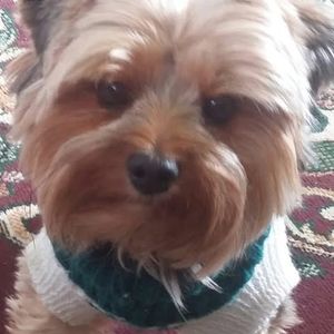 Meet your Posher, Donna